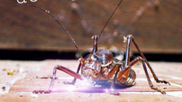 dOwNqUarK – Scrapyard Love Philosophy